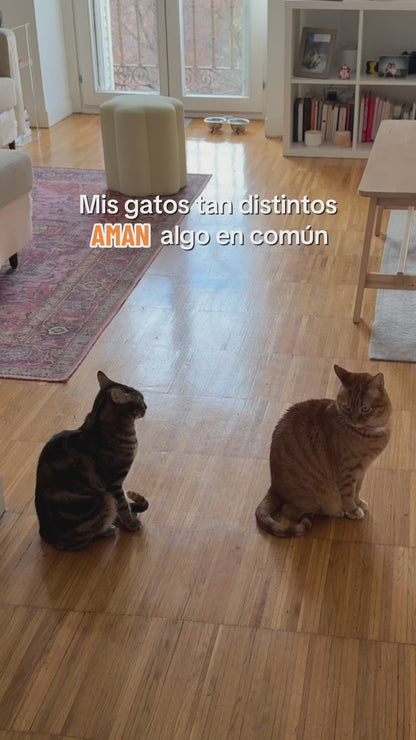 Albóndigas para gatos - Fresh market